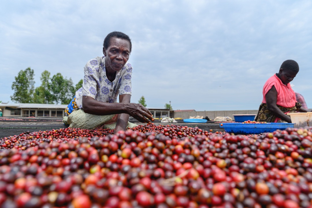 IMG-20221219-WA0003-1